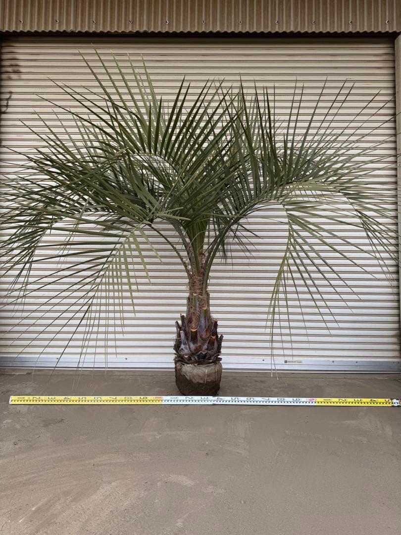 送料込み　ココスヤシ シルバーリーフ　サイズ特大　幹極太　形状良