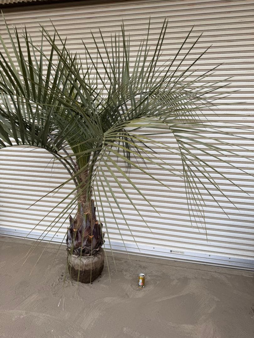 送料込み　ココスヤシ シルバーリーフ　サイズ特大　幹極太　形状良