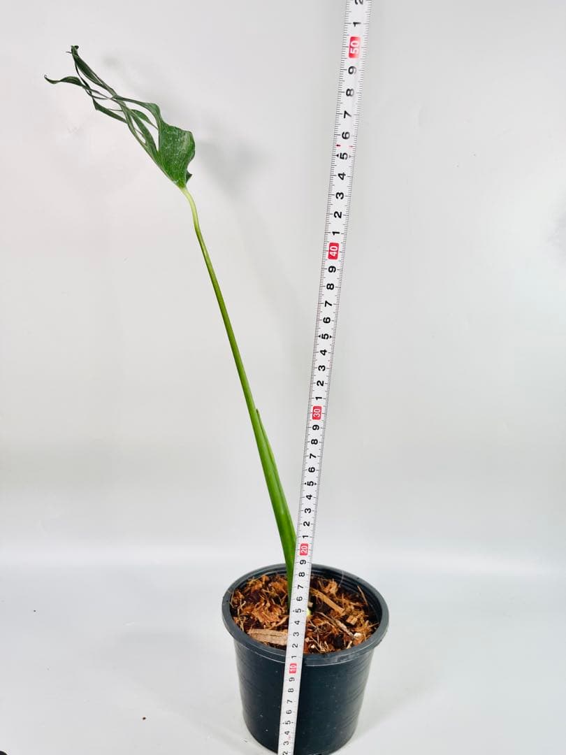 専用　Monstera Unniiae モンステラ　デリシオーサ ウンニアエ