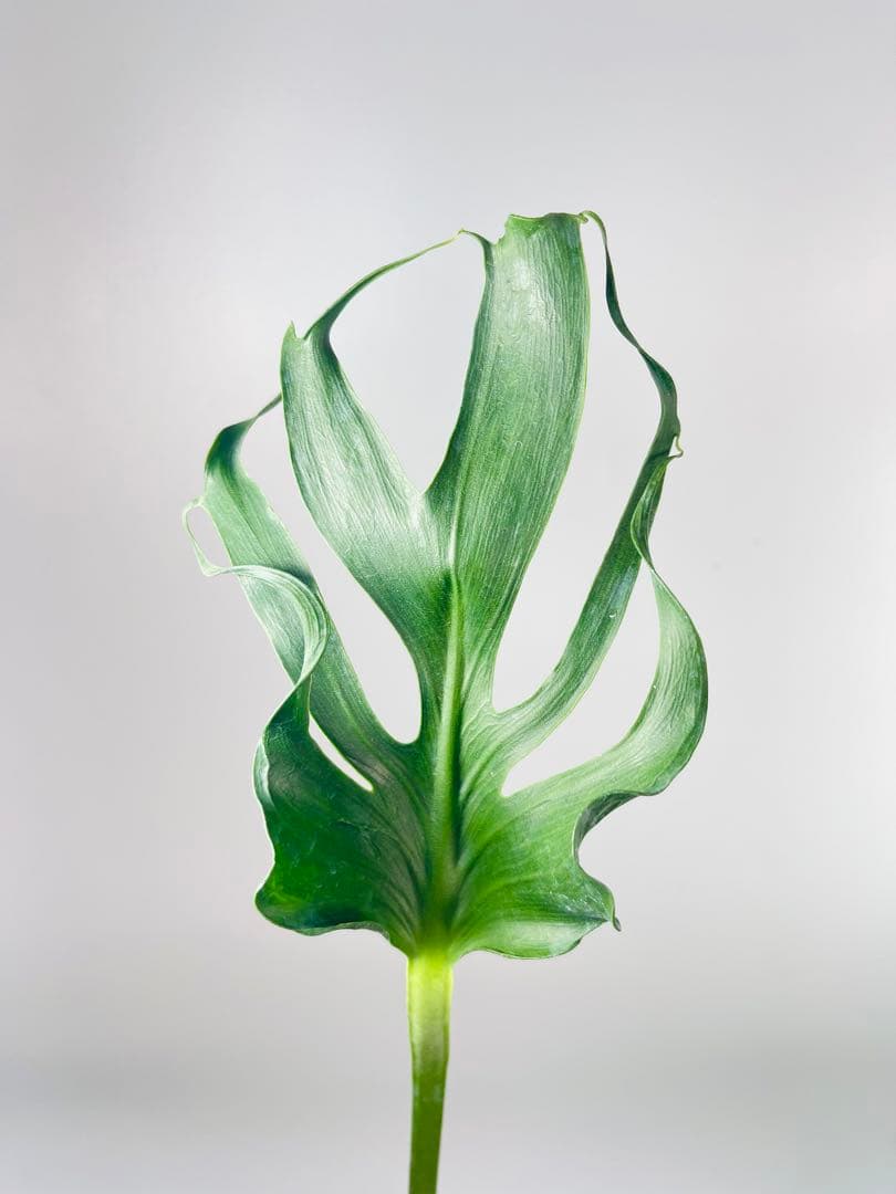 専用　Monstera Unniiae モンステラ　デリシオーサ ウンニアエ