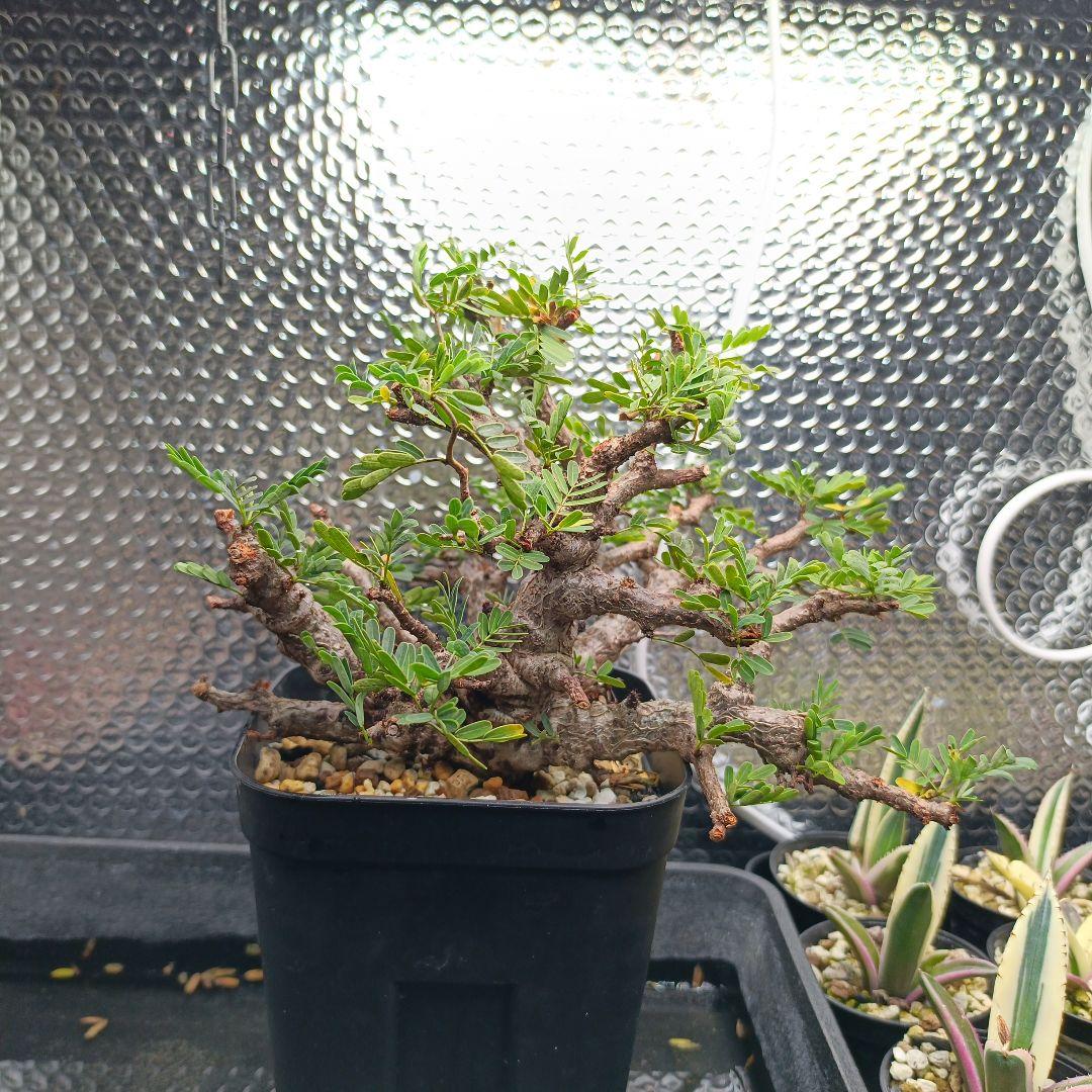 センナ　メリディオナリス　盆栽風