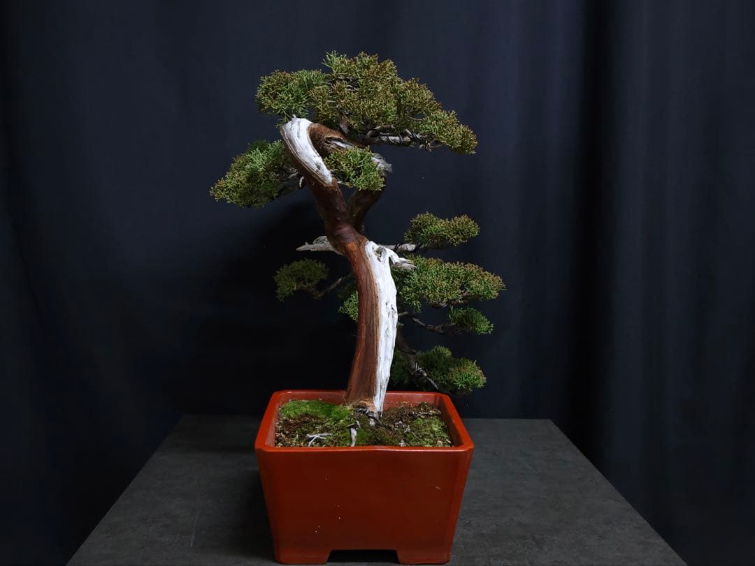 真柏 盆栽　半懸崖　シャリ芸　樹高39cm 中品