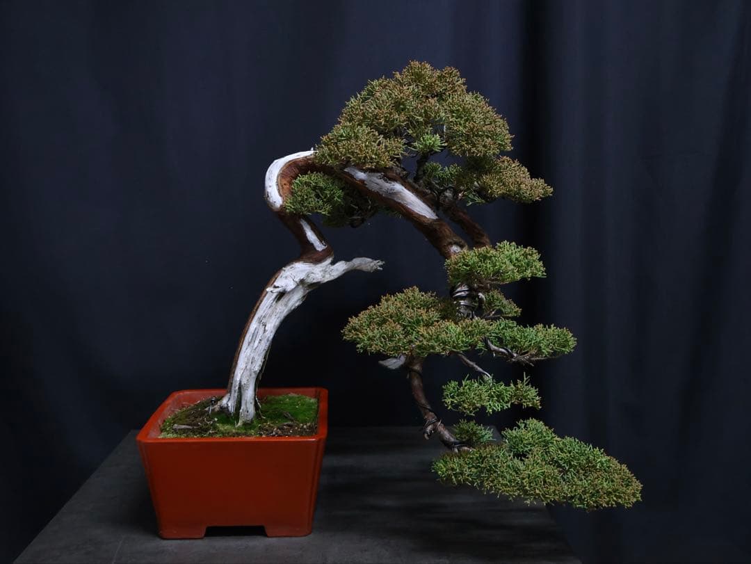 真柏 盆栽　半懸崖　シャリ芸　樹高39cm 中品