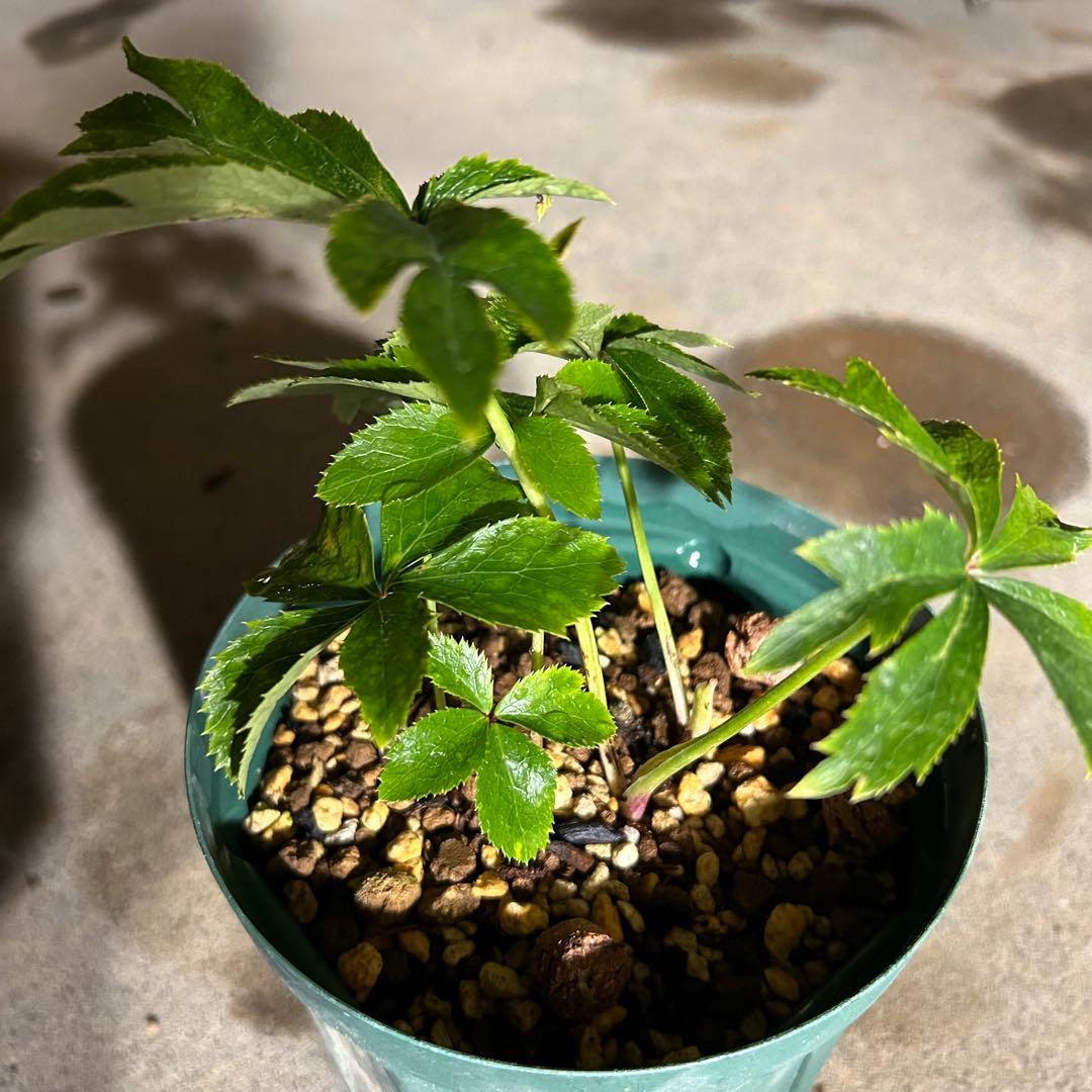 クリスマスローズ 開花予定株 蜃気楼 セルフ