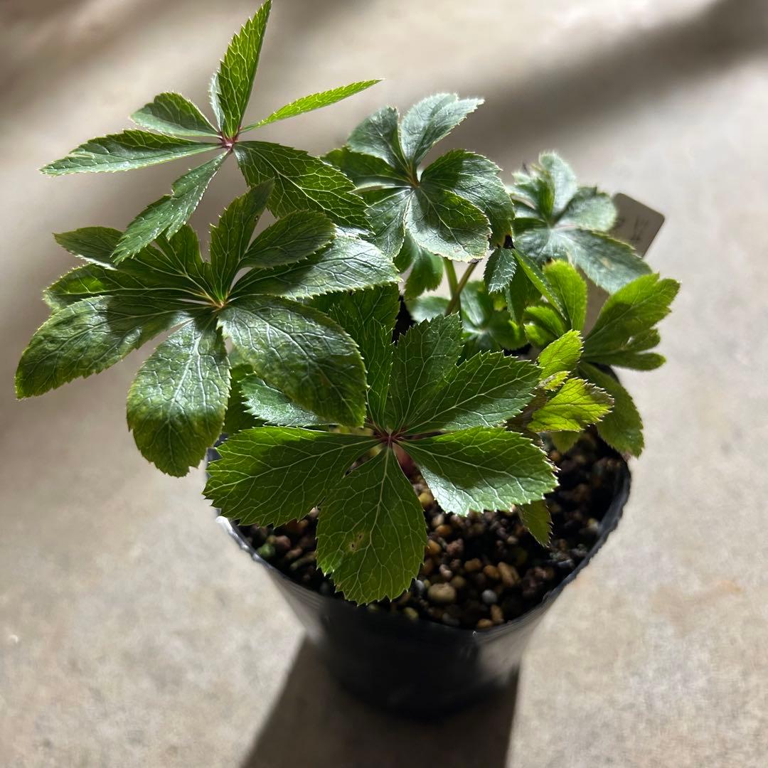 クリスマスローズ 開花予定株 蜃気楼 セルフ