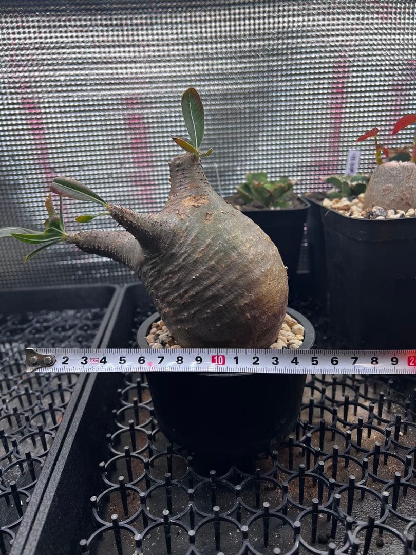 塊根　パキポディウム　グラキリス　現地球　発根済み　鉢ごと発送