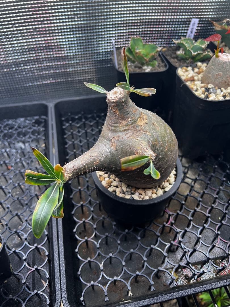 塊根　パキポディウム　グラキリス　現地球　発根済み　鉢ごと発送