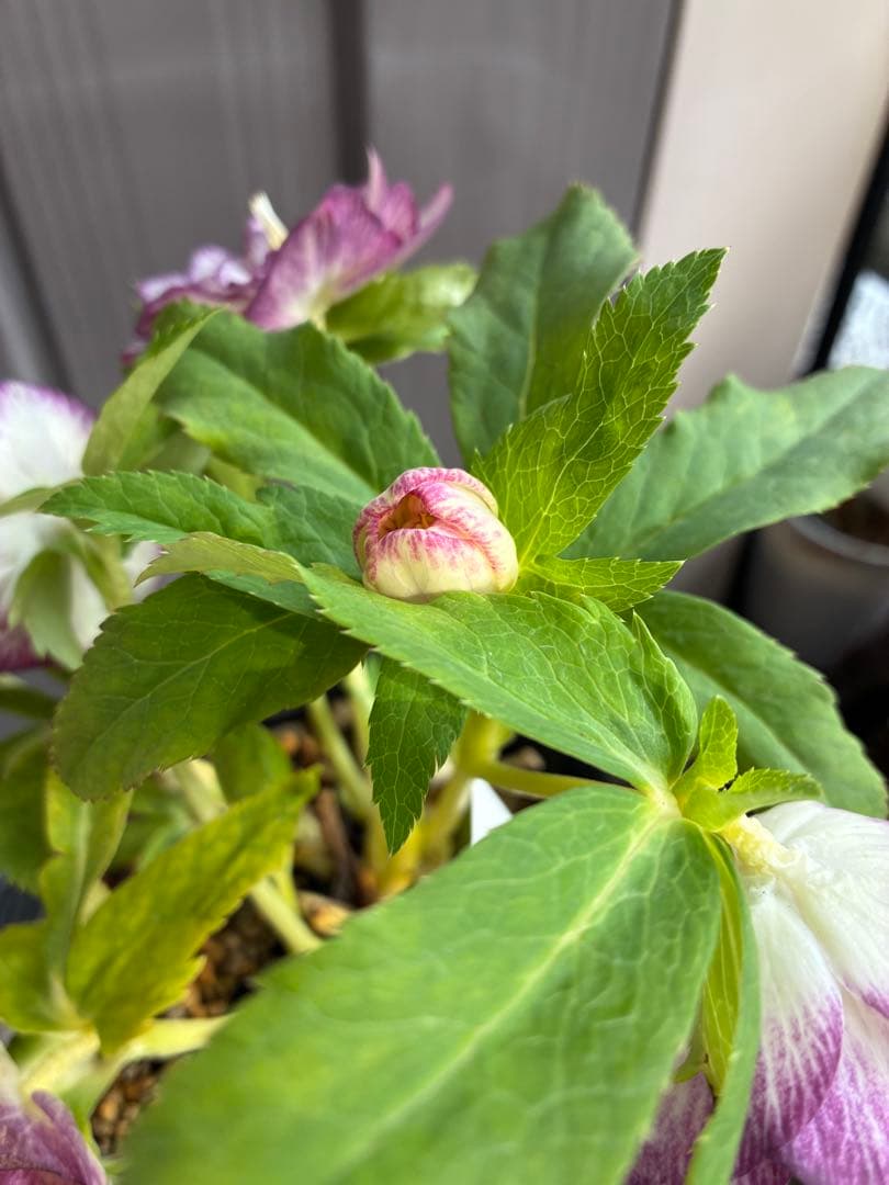 SALE♡加藤農園さん　パープルベインオーレア