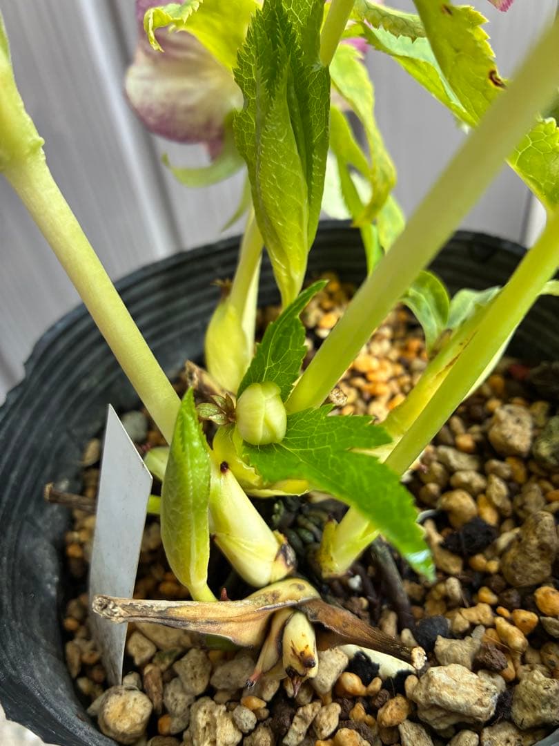 SALE♡加藤農園さん　パープルベインオーレア