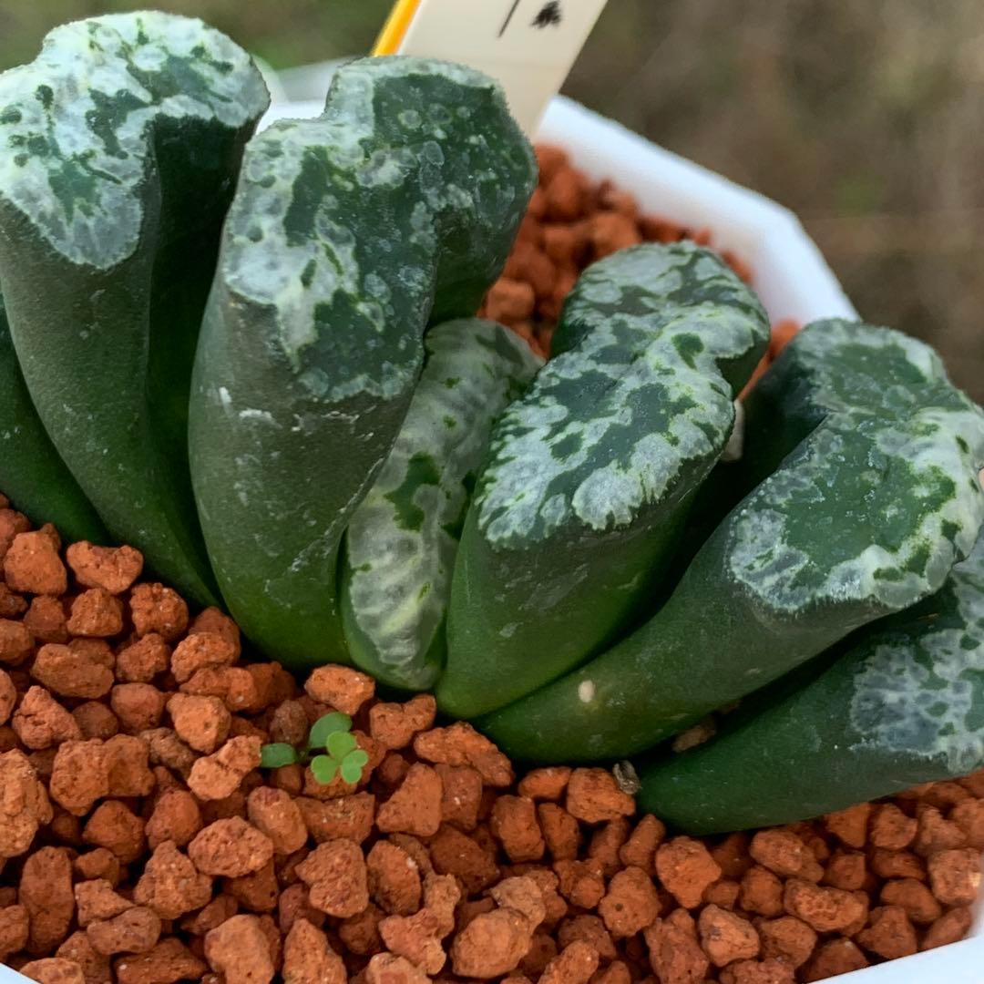 多肉植物 ハオルチア 台湾李氏実生 奇妍系