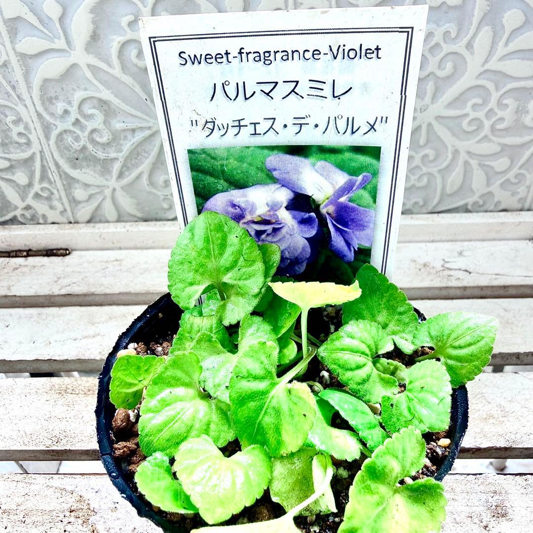 激レア❣️ 甘い香り　ダッチェス デ パルメ　パルマスミレ　ダブル咲き　苗　スミレ