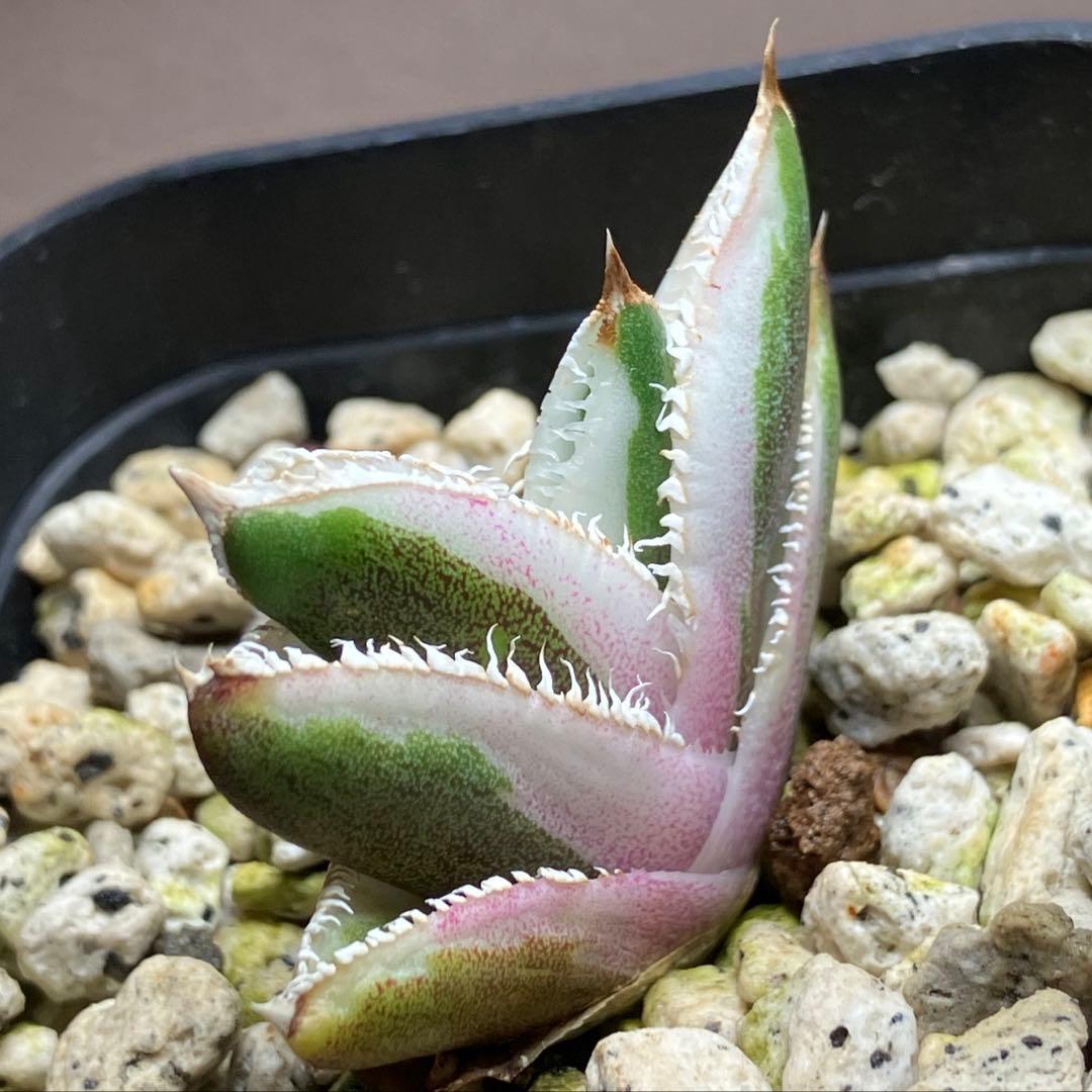 速達【鉢ごと発送】希少　アガベ　チタノタ　豆豆龍錦　覆輪斑　TC 安定株