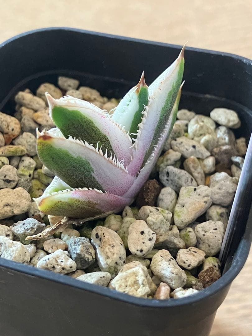 速達【鉢ごと発送】希少　アガベ　チタノタ　豆豆龍錦　覆輪斑　TC 安定株