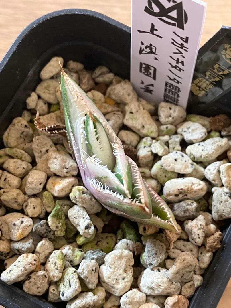 速達【鉢ごと発送】希少　アガベ　チタノタ　豆豆龍錦　覆輪斑　TC 安定株