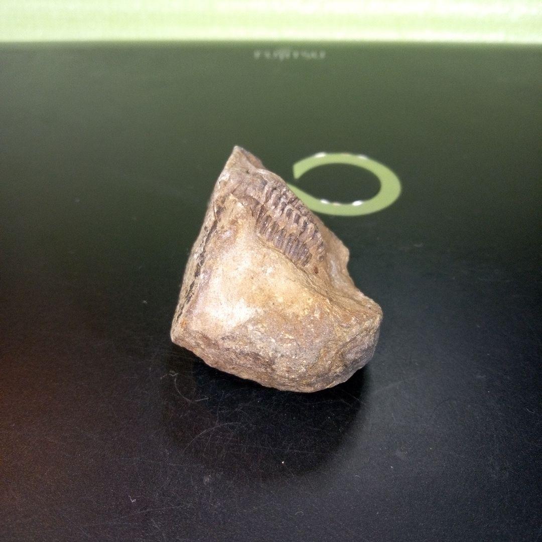 三葉虫　化石　fossil　ボリビア　trilobite　三葉虫綱　三葉虫管理①