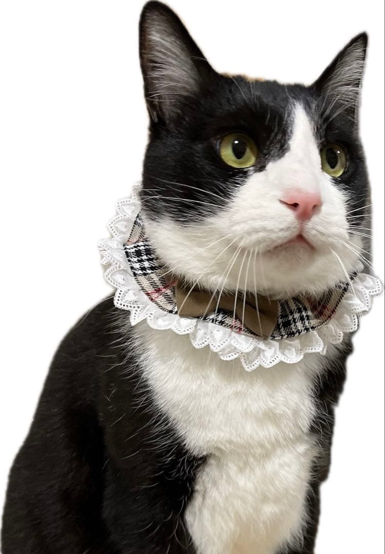 シュシュ首輪(ハロウィンE) Ｎｏ．108-580