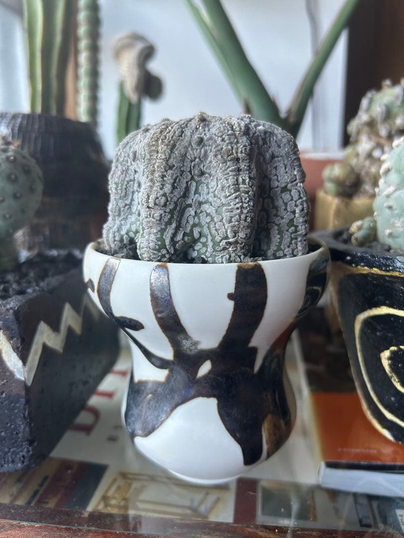 スーパー兜　有馬和博silk