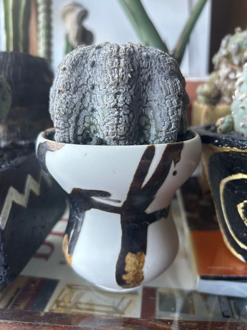 スーパー兜　有馬和博silk