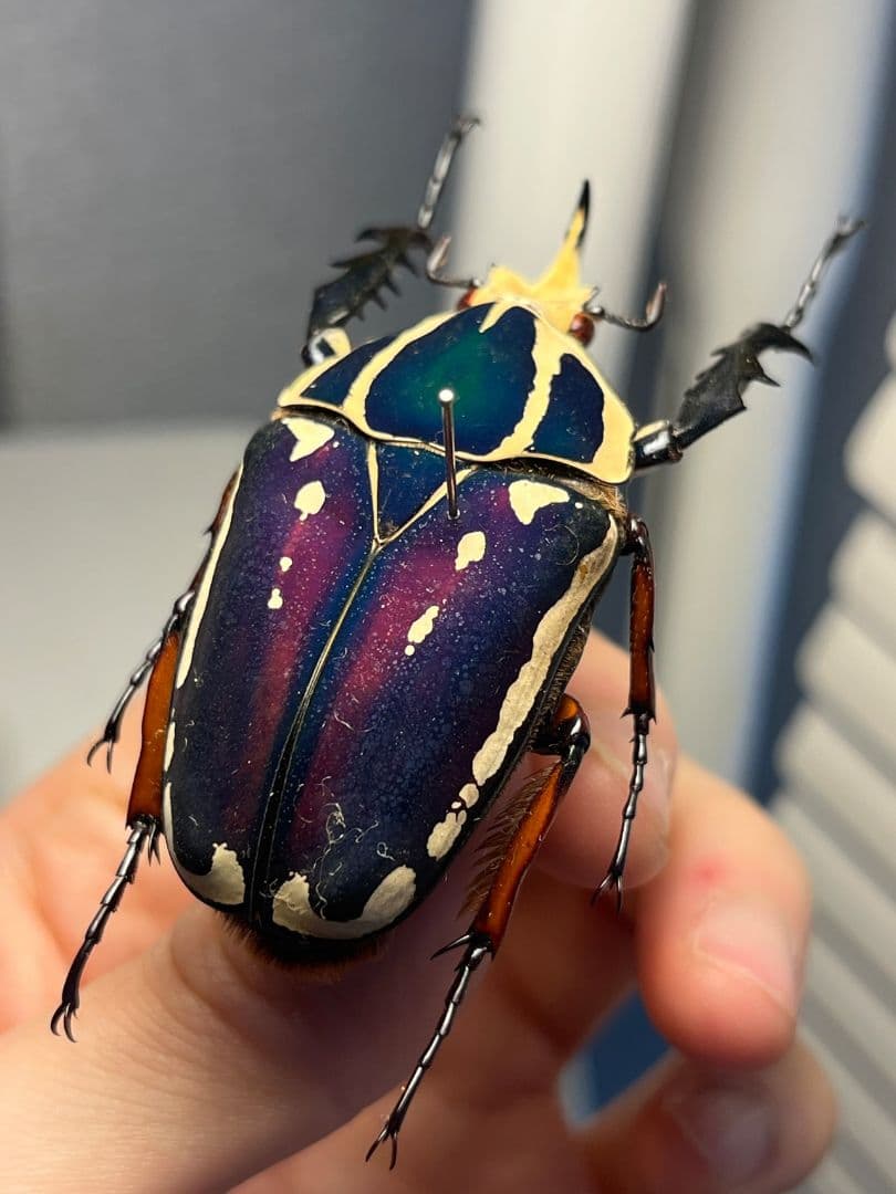 【59mm】ウガンデンシスオオツノカナブン 昆虫標本カナブンカブトムシクワガタゾ