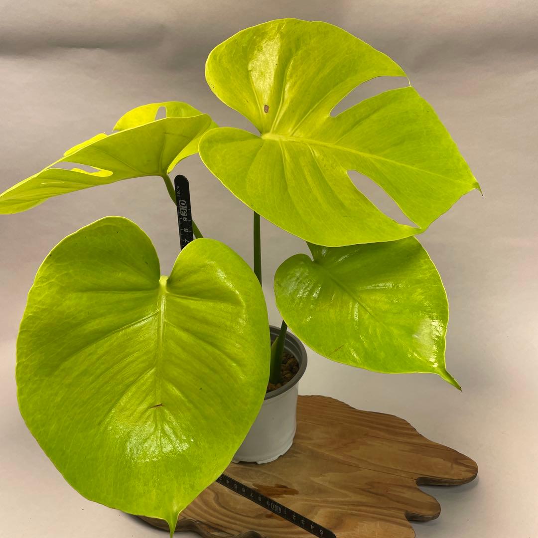 ま*め様 lsw785モンステラ　デリシオーサ　黄金葉　ゴールドリーフ　フルムー