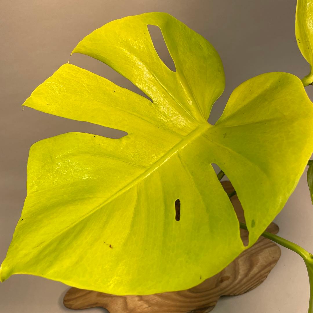 ま*め様 lsw785モンステラ　デリシオーサ　黄金葉　ゴールドリーフ　フルムー