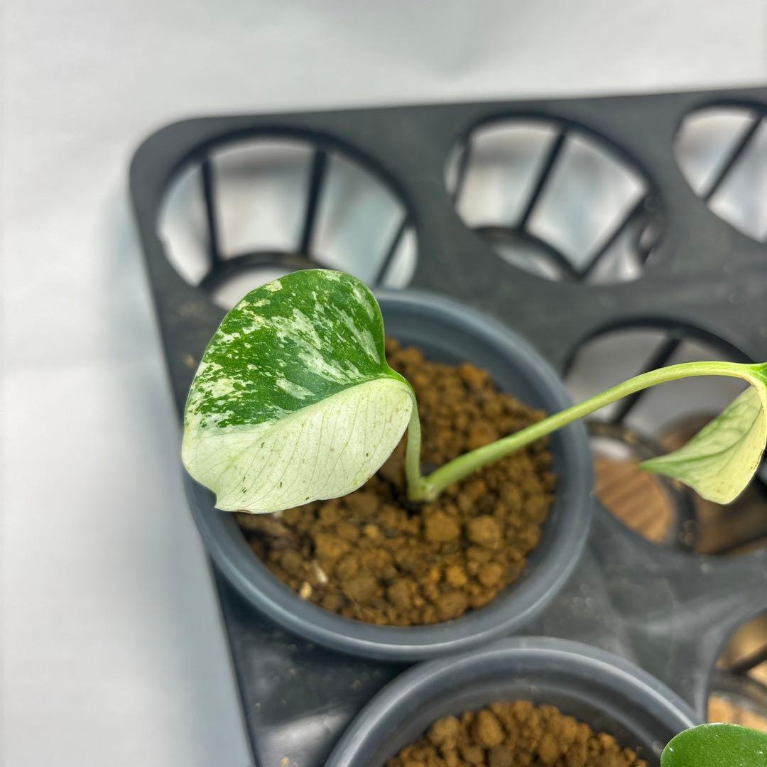 ち*か様 5株セットms32【特別選抜】ホワイトモンスター／天津蘭 モンステラ斑