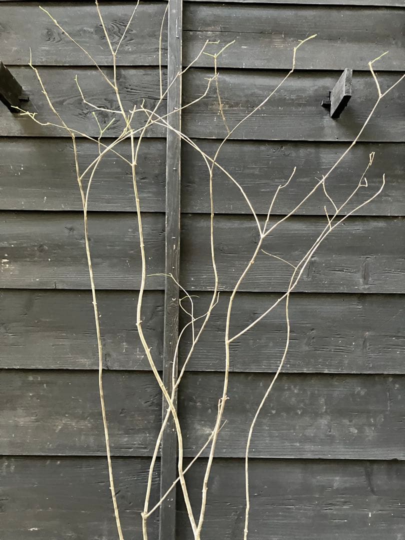 901 山採り　アオダモ