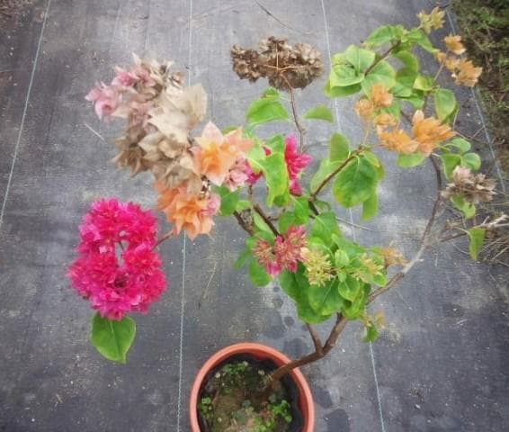 珍品　ブーゲンビレア　苗　限定品！　ブーゲンビリア　観葉植物　花木