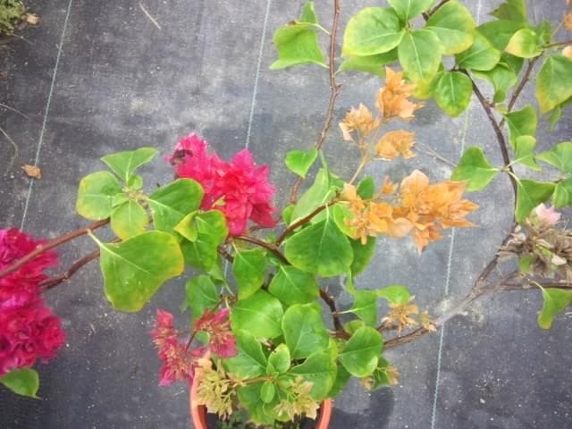 珍品　ブーゲンビレア　苗　限定品！　ブーゲンビリア　観葉植物　花木