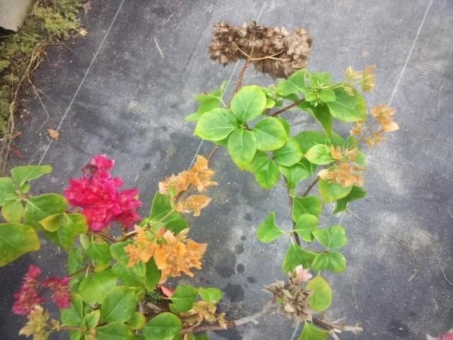 珍品　ブーゲンビレア　苗　限定品！　ブーゲンビリア　観葉植物　花木