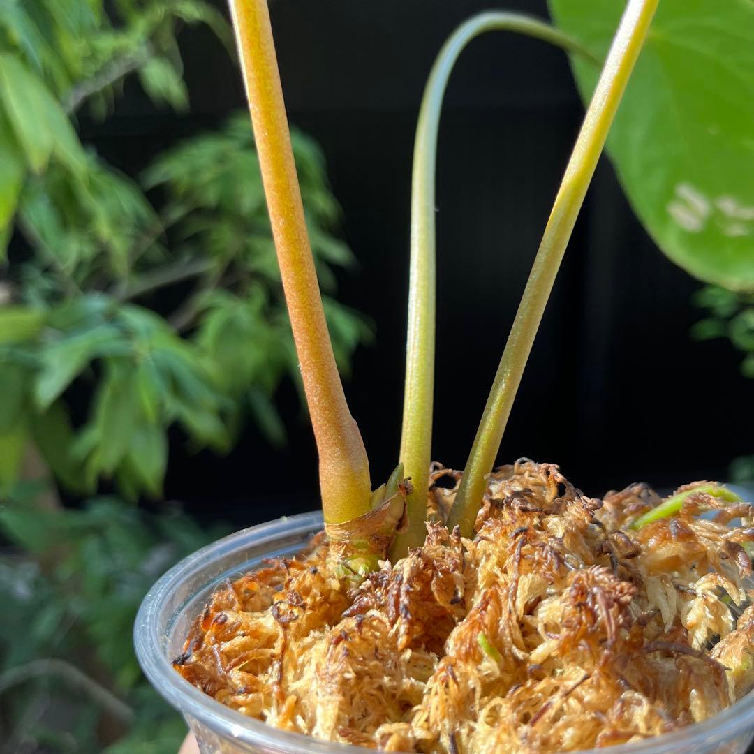 175 Shuar Princess シュアールプリンセス　アンスリウム