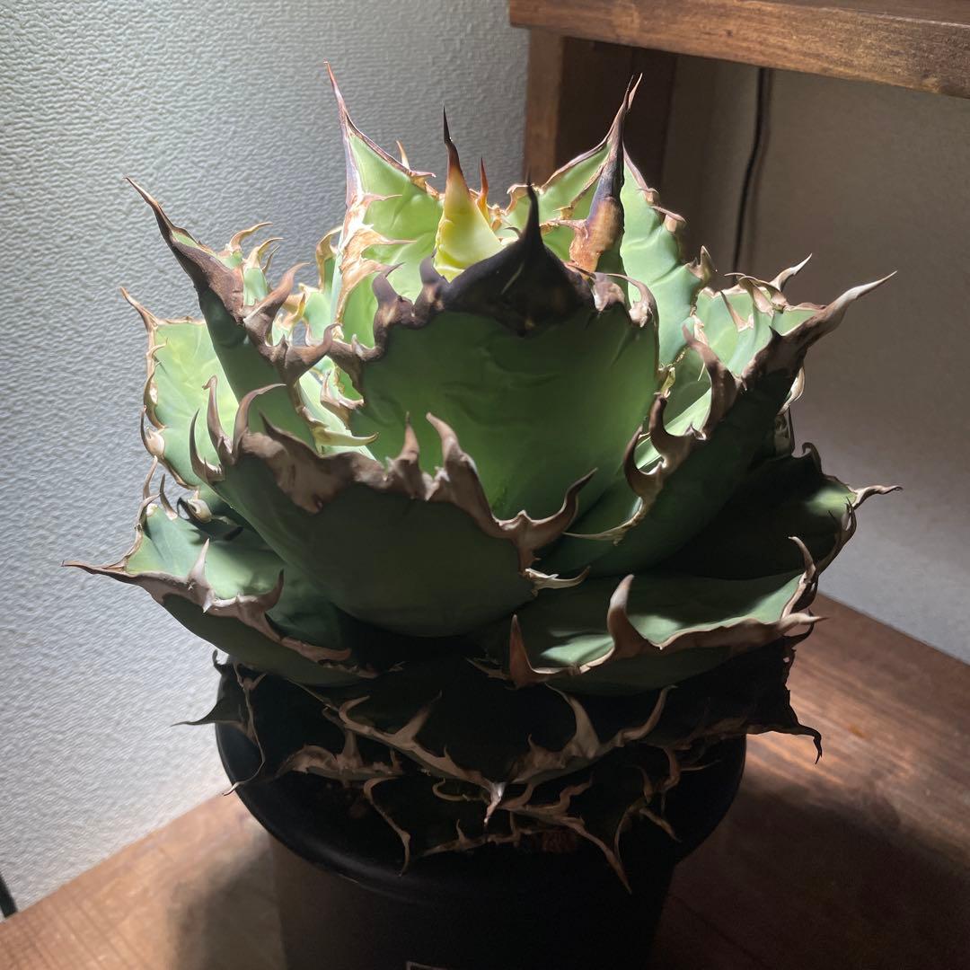 アガベチタノタ　シーザー