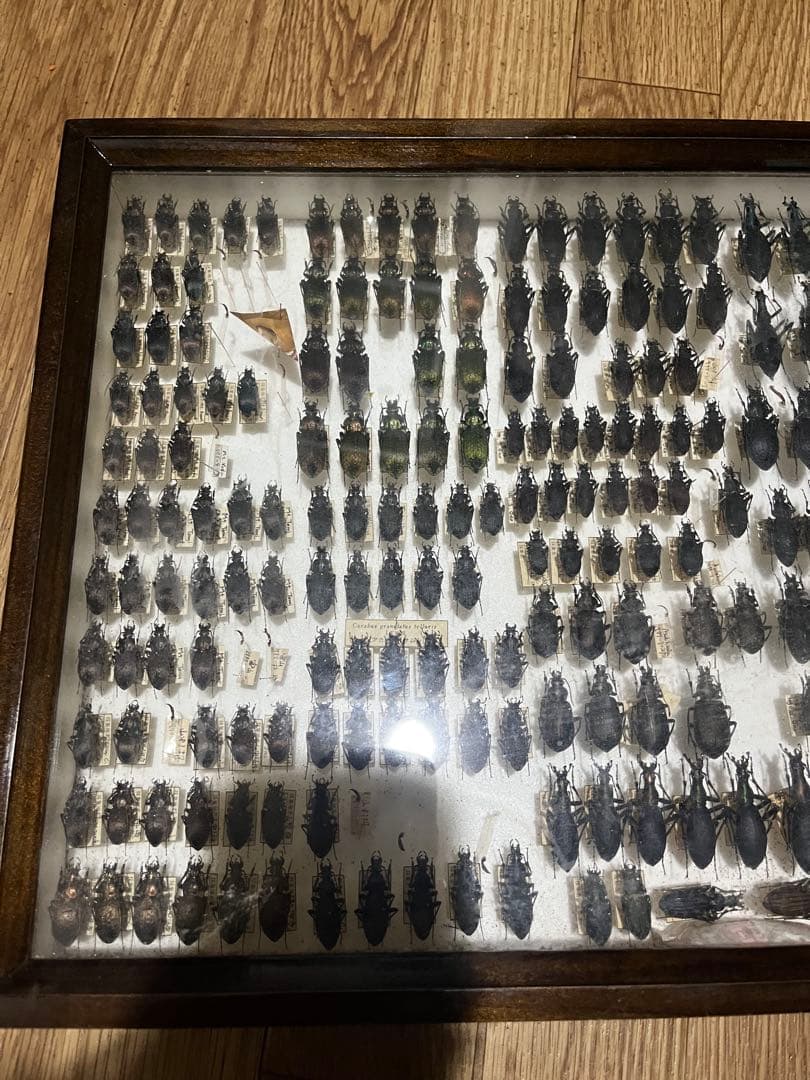 昆虫標本 オサムシ