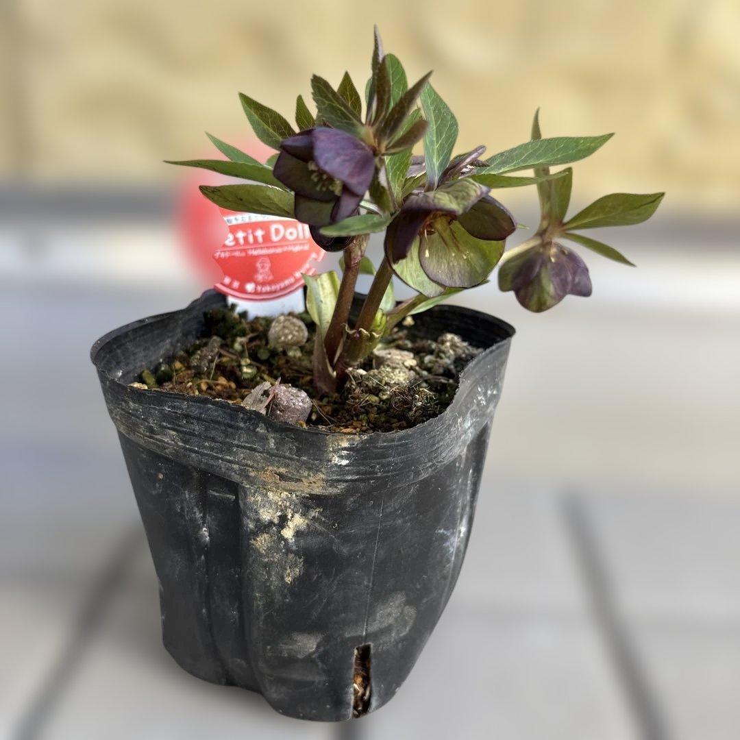 おこめ様ご依頼品　クリスマスローズ　開花株　横山園芸　2苗　現品　匿名発送