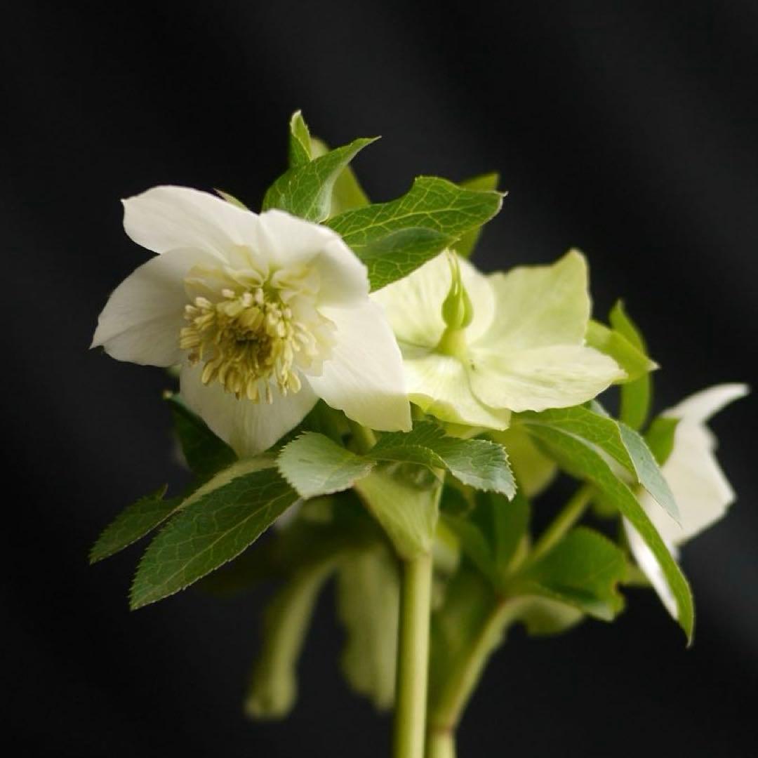 4655 整形オフホワイトセミダブルクリスマスローズ　開花株