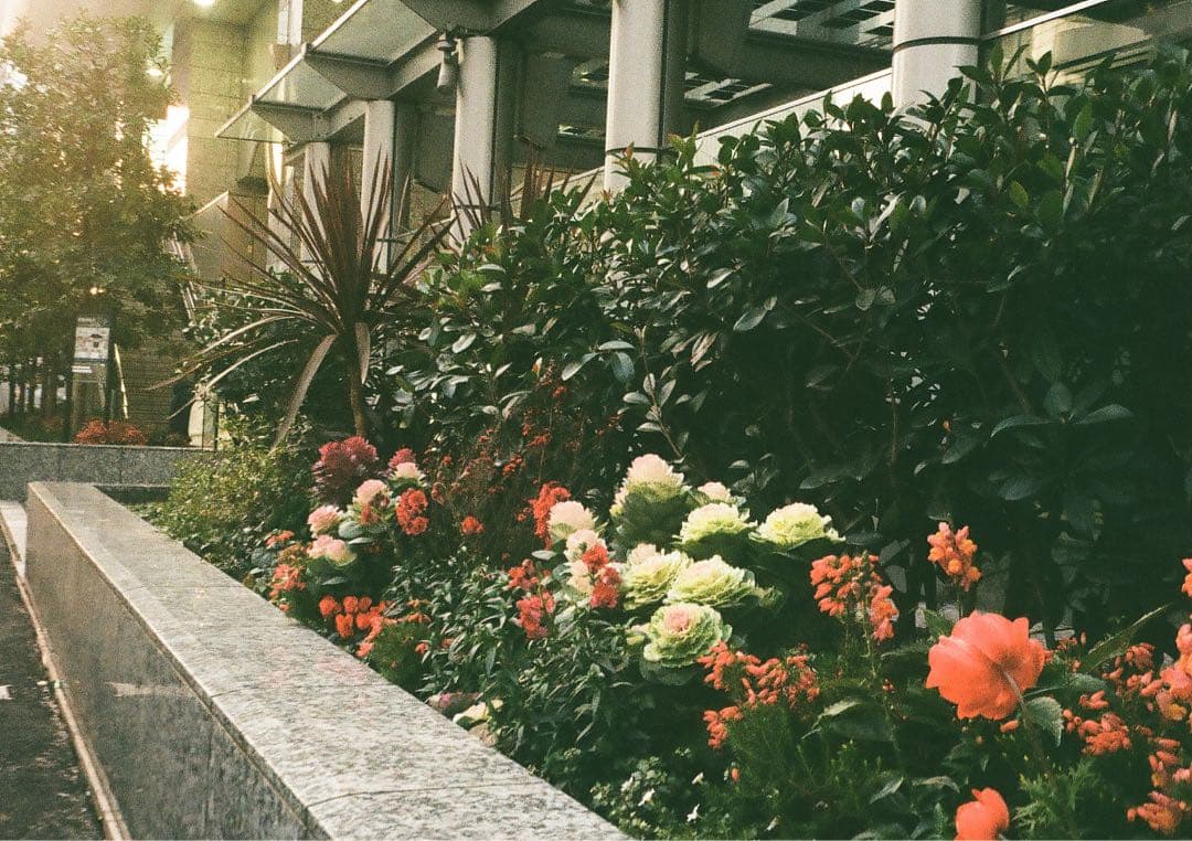 ✴️本日限定✴️シボ革グリーンレザー✴️実写・分解整備済✴️オリンパスPEN EE-3