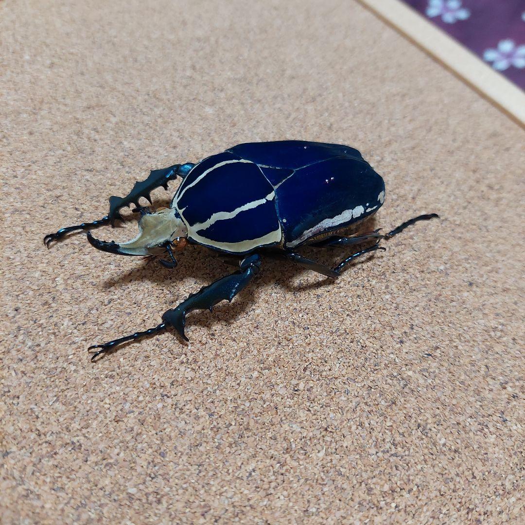 コエポン　ウガンデンシスオオツノカナブン　標本　+フクエアオカナブン　標本