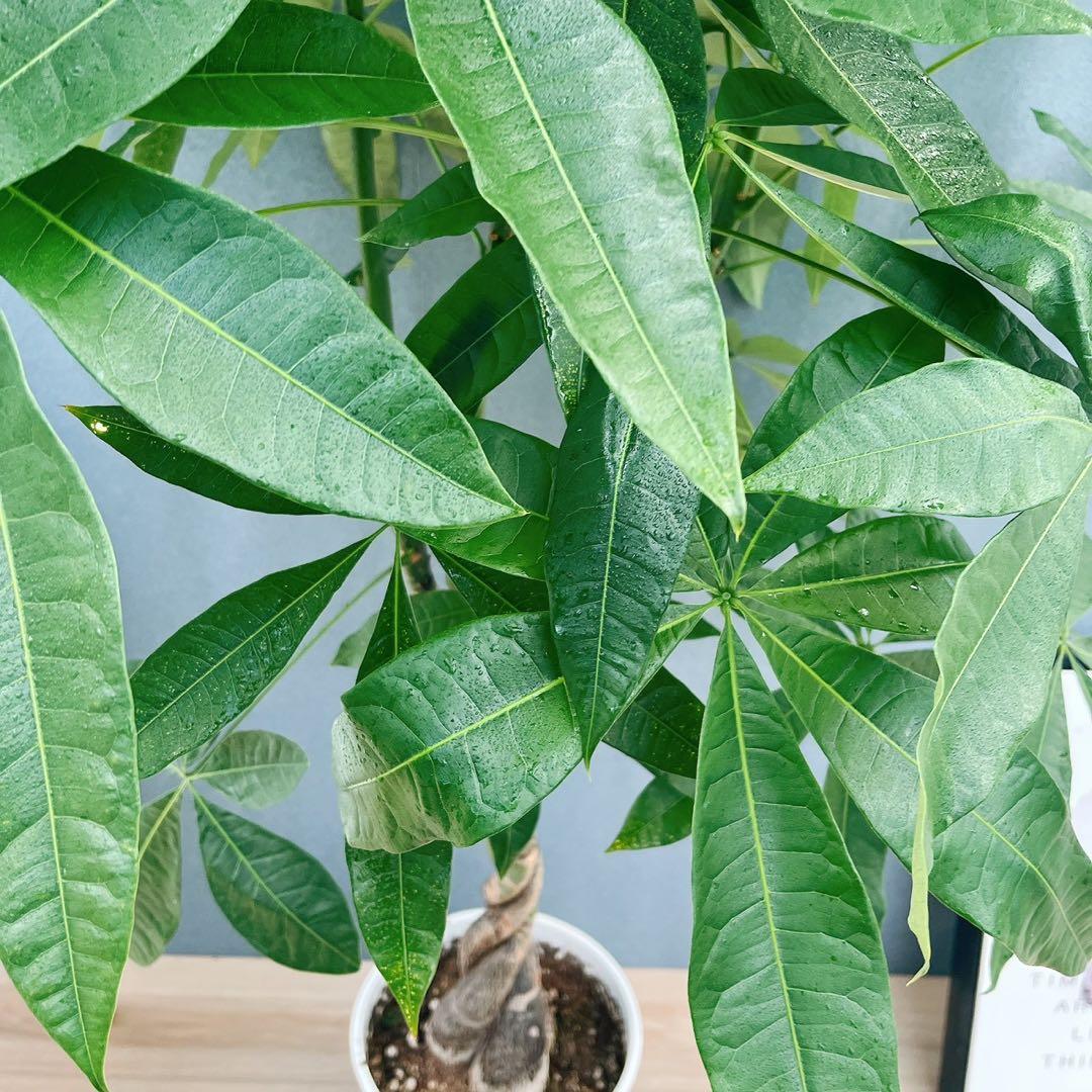 ［現品］33番　パキラ　編み込み　8号　観葉植物　おしゃれ　室内　大型　ねじり