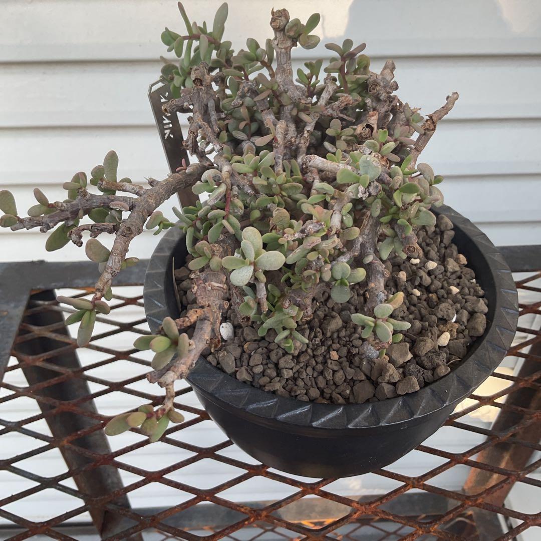 ケラリア　ピグマエア　現地株　盆栽風仕立て　SRL ユーフォルビア　塊根