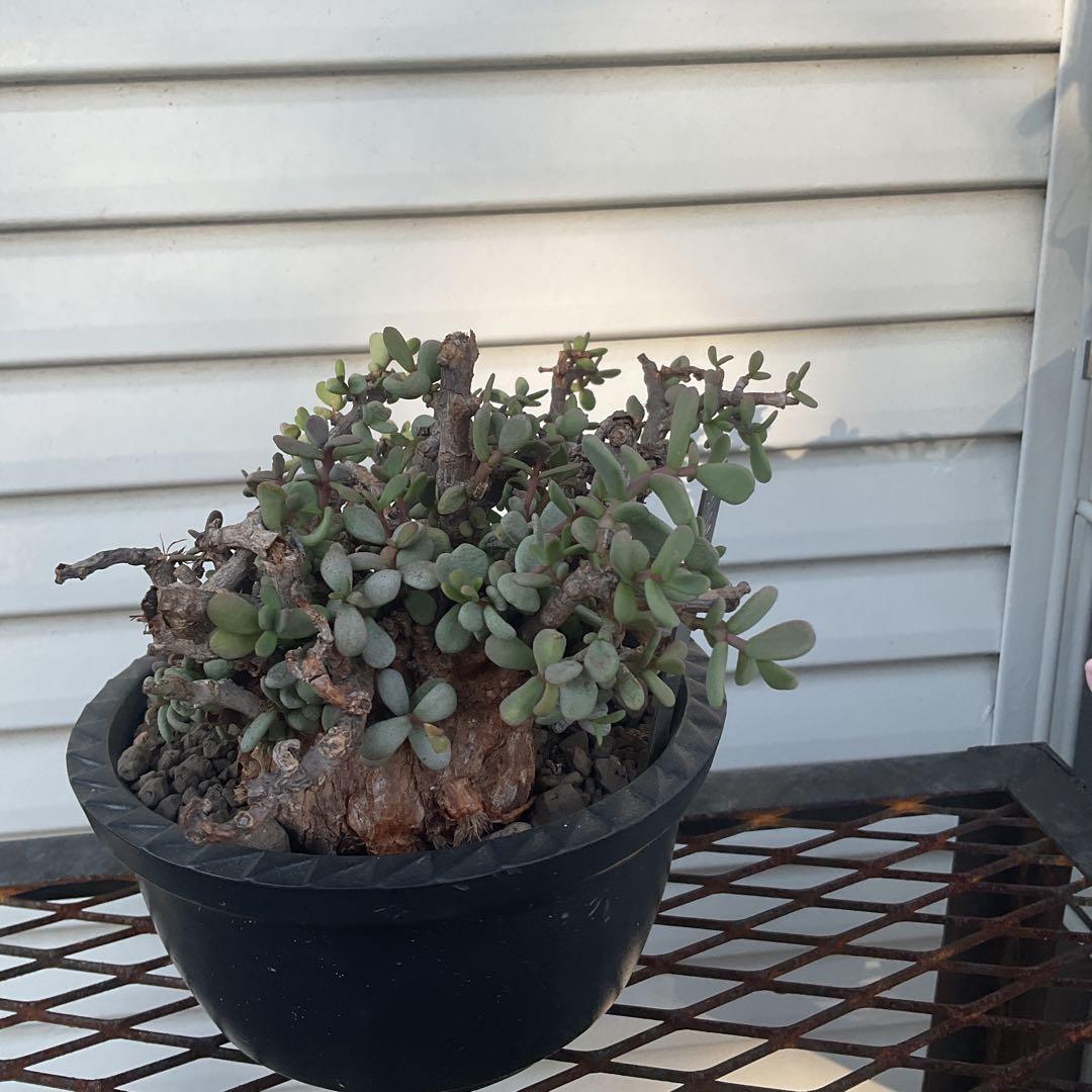 ケラリア　ピグマエア　現地株　盆栽風仕立て　SRL ユーフォルビア　塊根