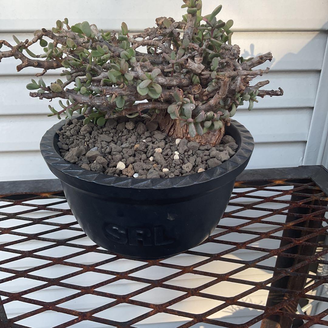 ケラリア　ピグマエア　現地株　盆栽風仕立て　SRL ユーフォルビア　塊根