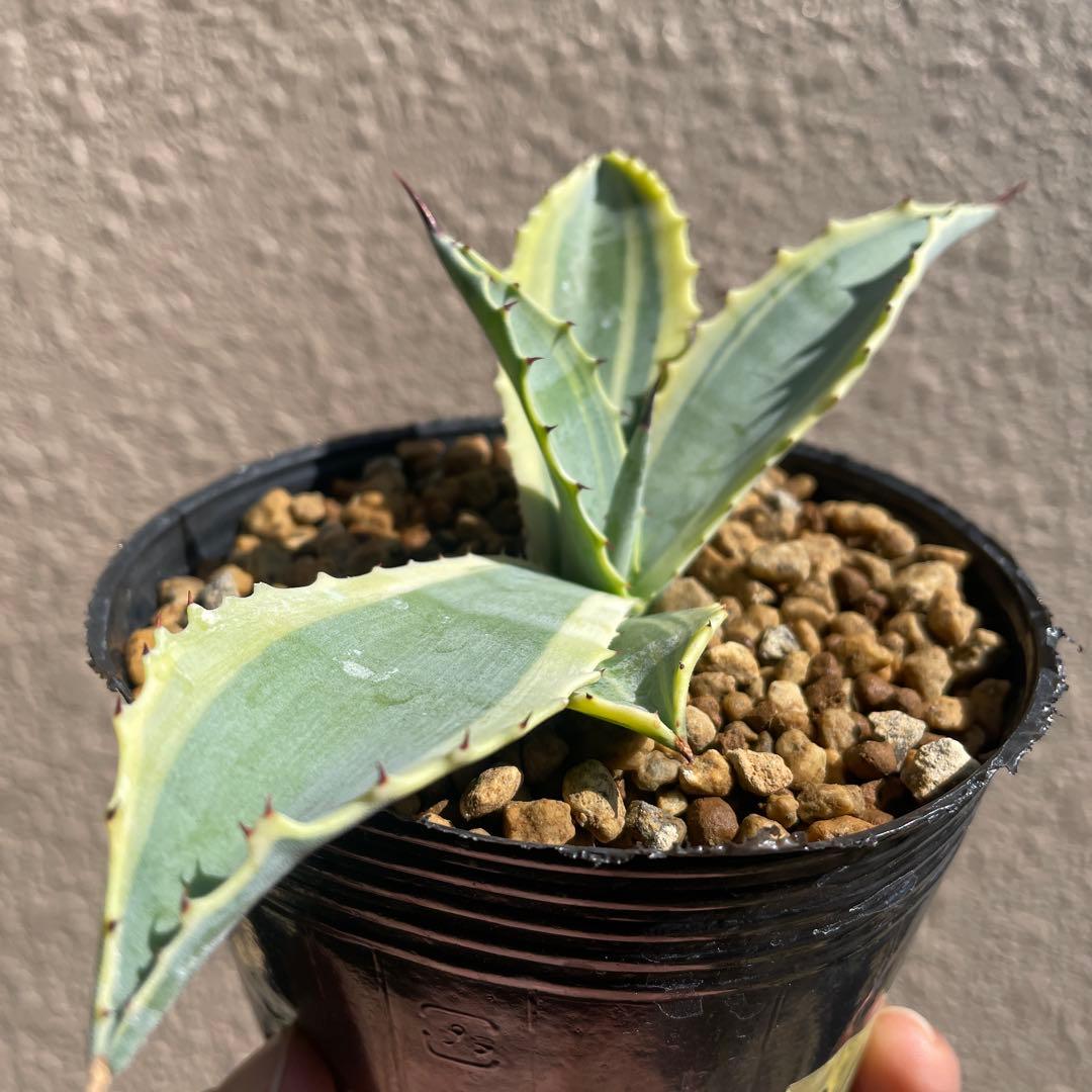 アガベ　リップルエフェクト‼️ 発根済み　ドライガーデン