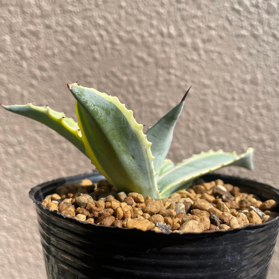 アガベ　リップルエフェクト‼️ 発根済み　ドライガーデン
