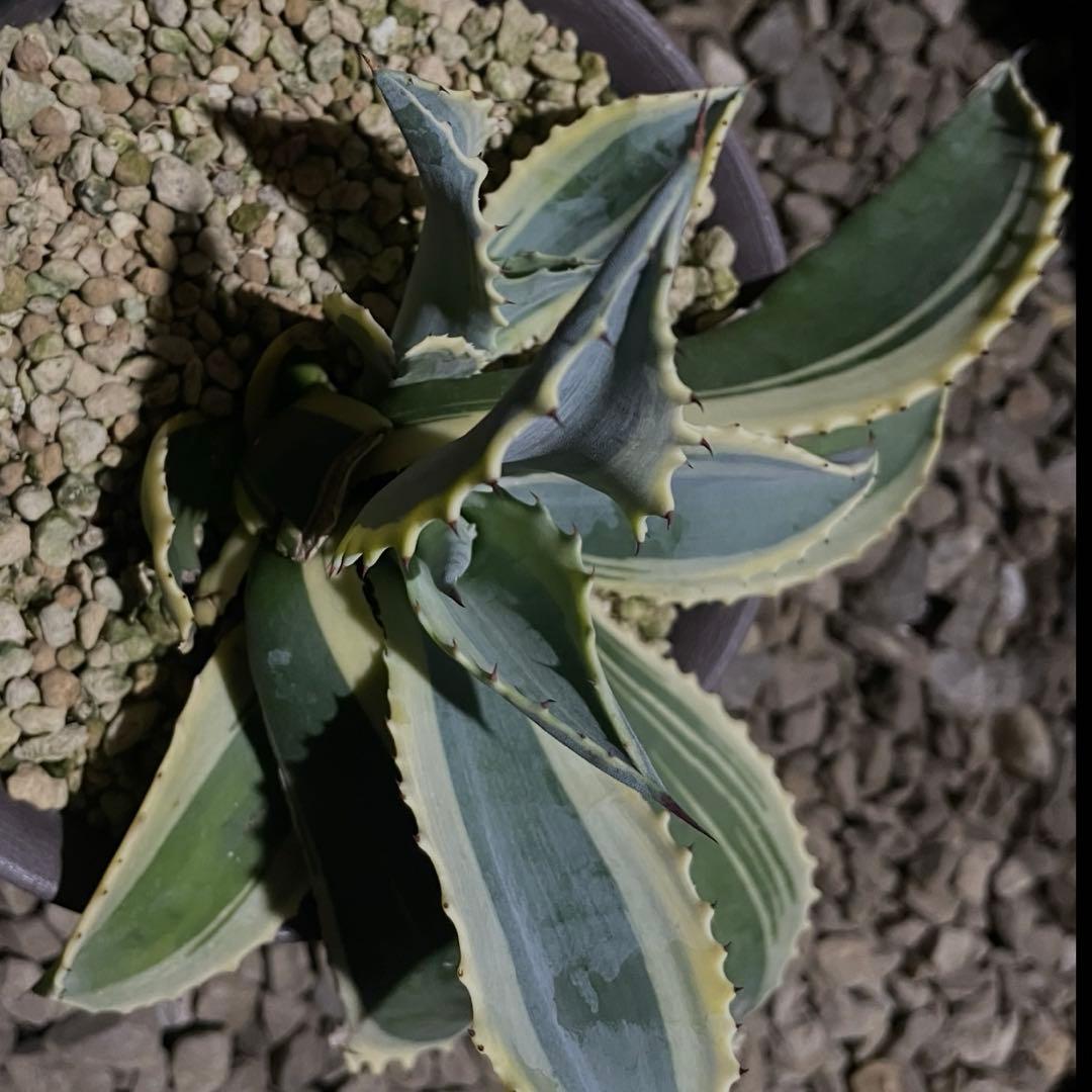 アガベ　リップルエフェクト‼️ 発根済み　ドライガーデン
