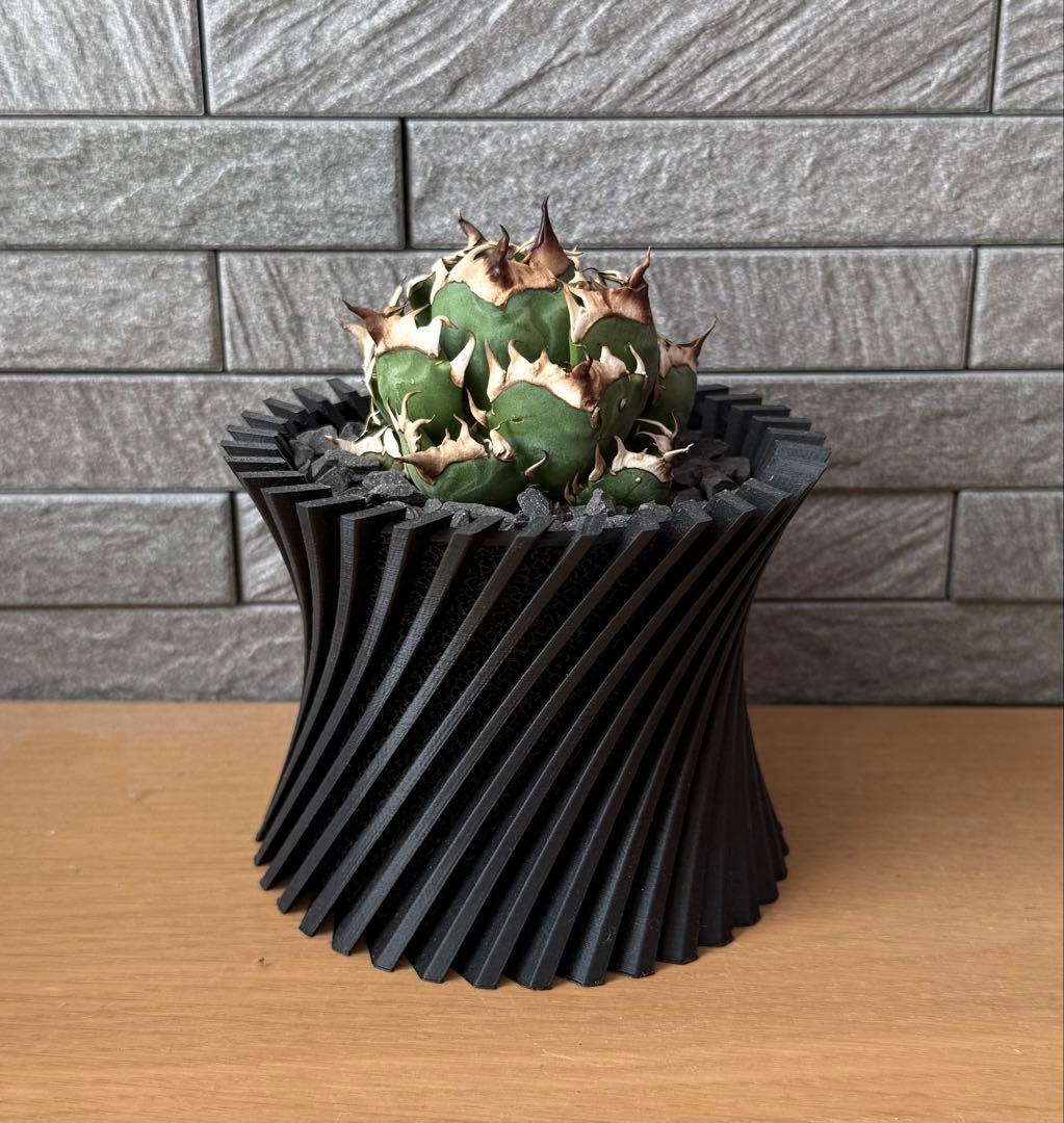 【鉢ごと発送】アガベ チタノタ レッドキャットウィーズル【ゴリ猫・丸型・超低重心