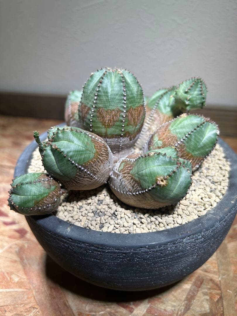 発根済み　オールド　オベサ　群生　ユーフォルビア　木質化　陶器鉢のまま発送