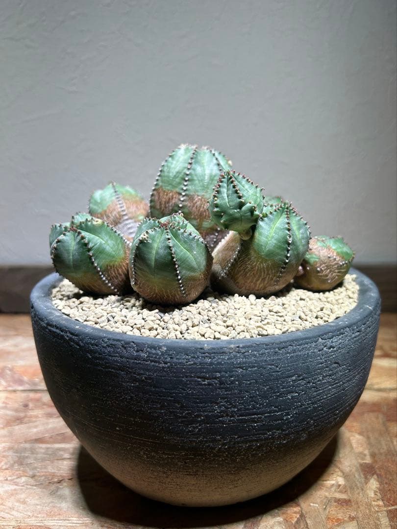 発根済み　オールド　オベサ　群生　ユーフォルビア　木質化　陶器鉢のまま発送