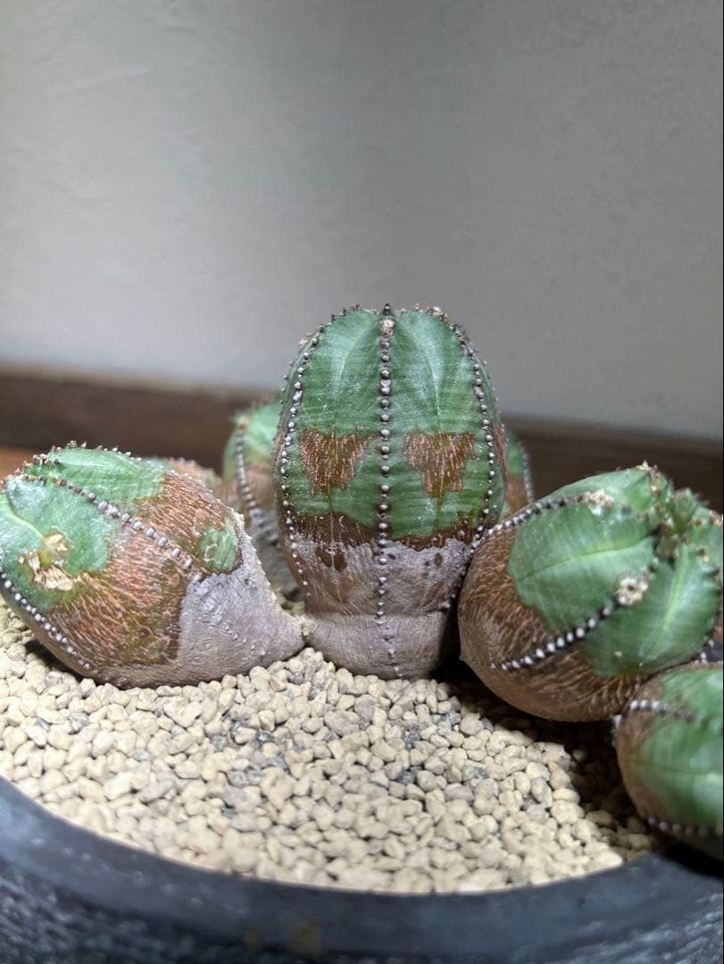 発根済み　オールド　オベサ　群生　ユーフォルビア　木質化　陶器鉢のまま発送