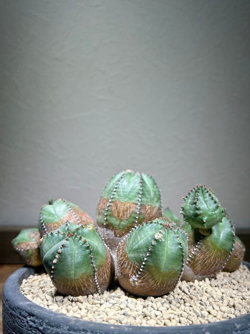 発根済み　オールド　オベサ　群生　ユーフォルビア　木質化　陶器鉢のまま発送