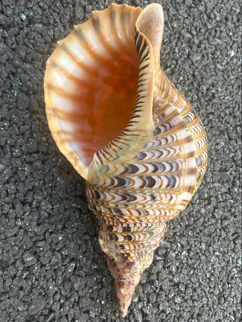 美品　法螺貝　直接 36.2cm 蓋付